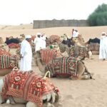 Camels with patterned blankets in desert setting.